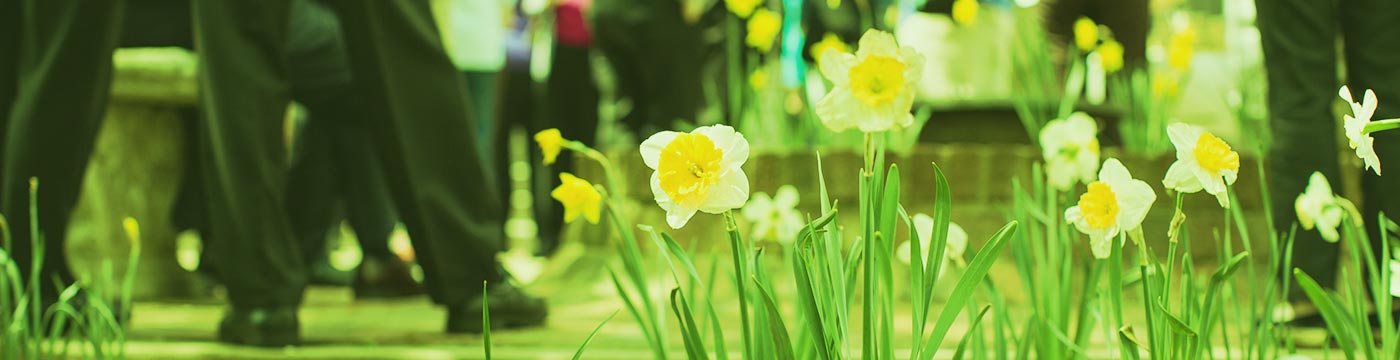 daffodils with people standing behind them