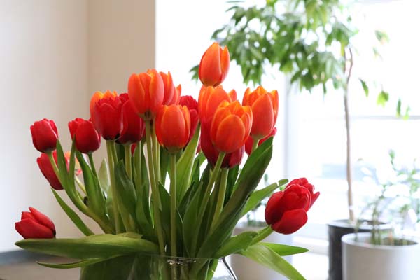 close up of orange/red tulips